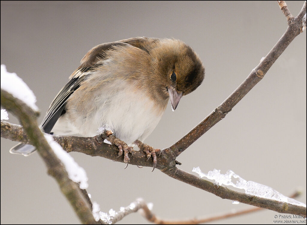 Eurasian Chaffinch female