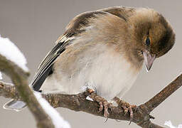 Common Chaffinch