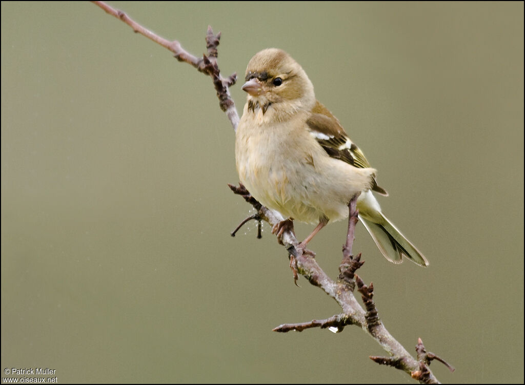 Eurasian Chaffinch female