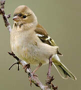 Common Chaffinch