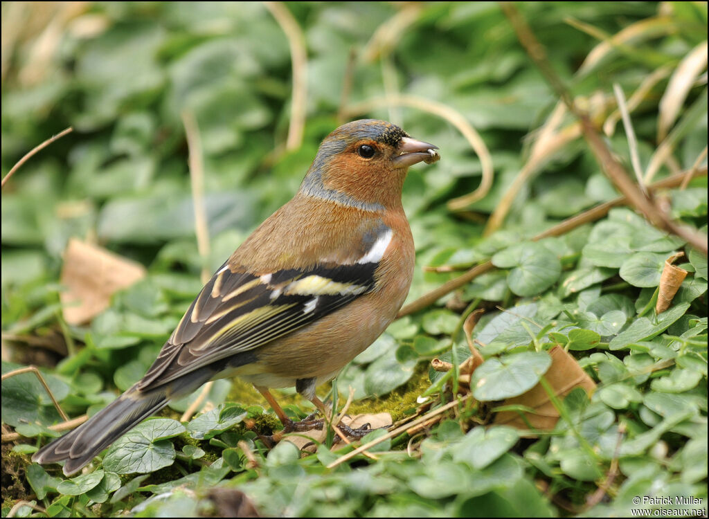 Common Chaffinch male