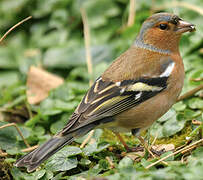 Common Chaffinch