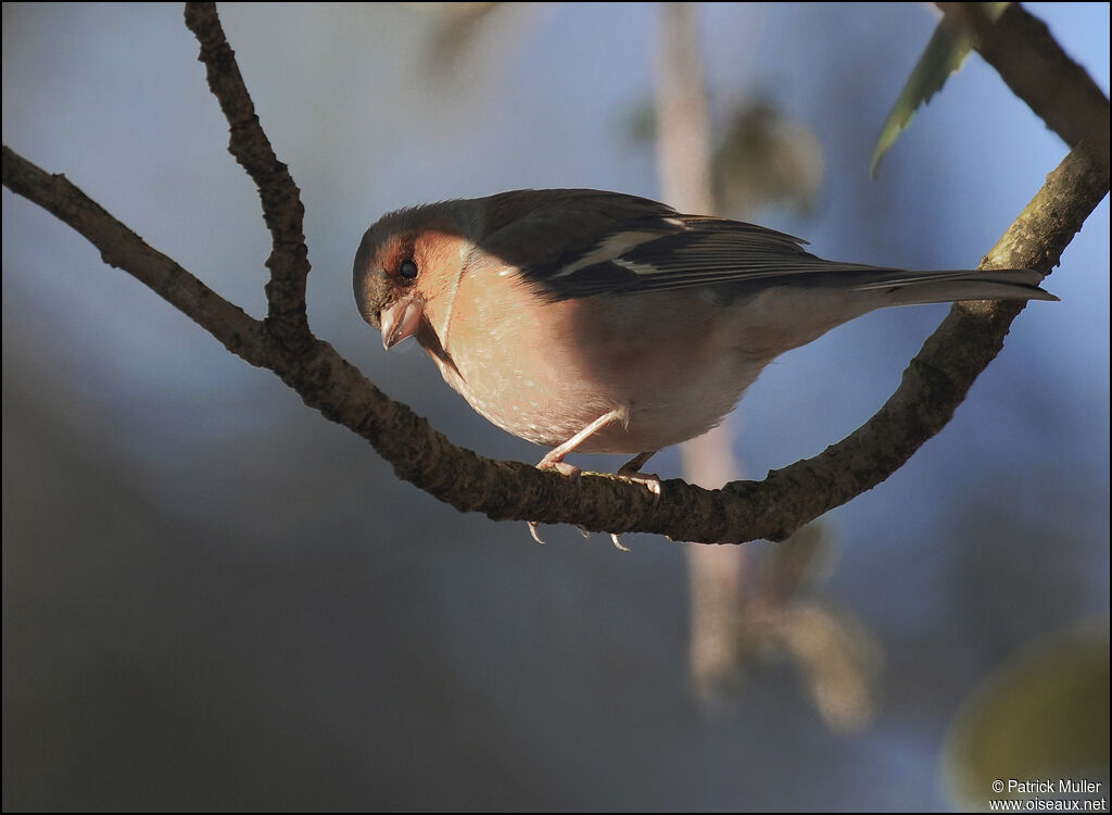 Common Chaffinch male