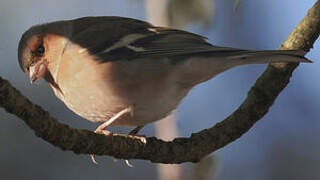 Common Chaffinch