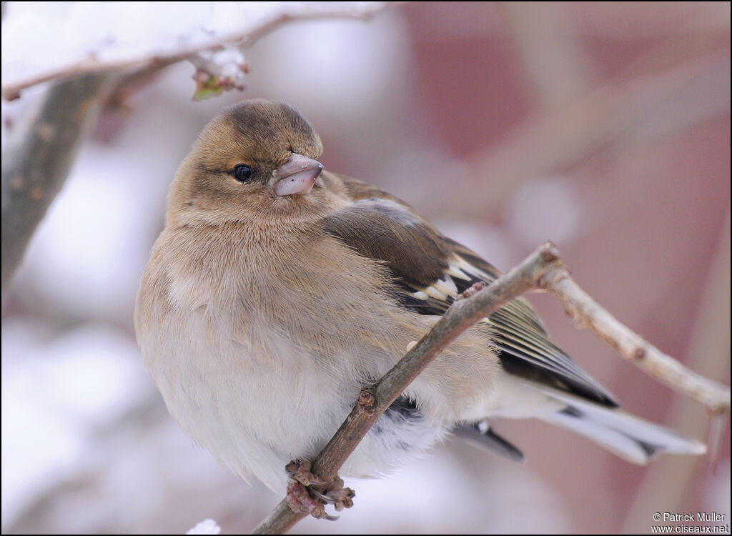 Common Chaffinch female