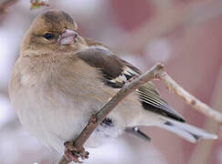 Common Chaffinch