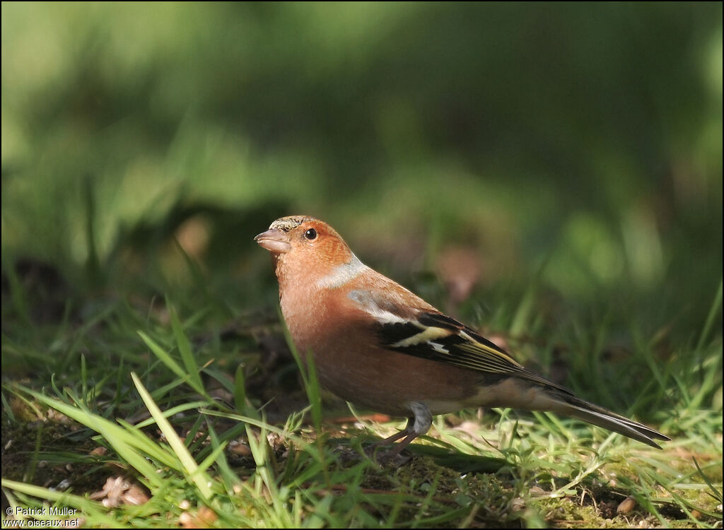 Common Chaffinch male