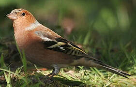 Eurasian Chaffinch