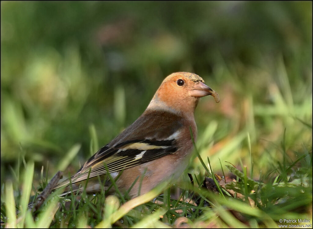 Common Chaffinch male