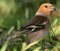 Common Chaffinch