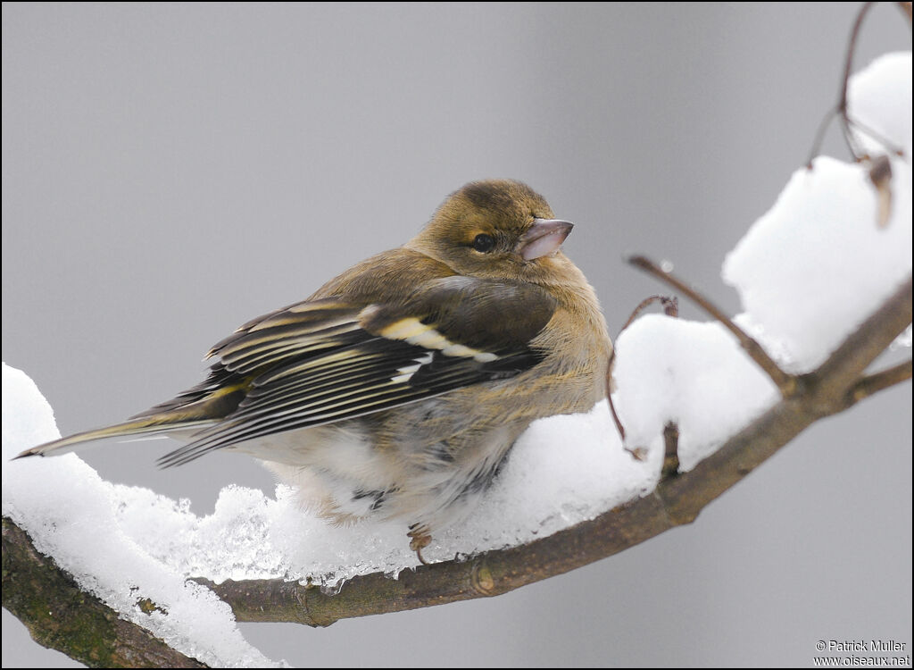 Common Chaffinch female