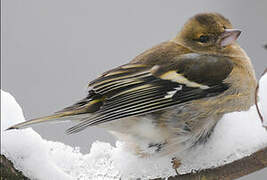 Common Chaffinch