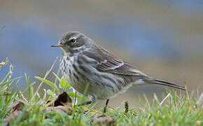 Water Pipit