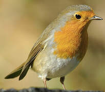 European Robin