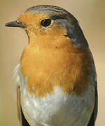 European Robin