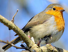 European Robin