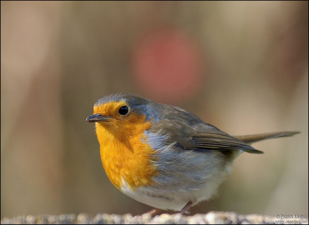 European Robin, Behaviour