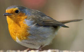 European Robin