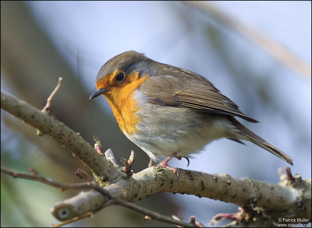 European Robin, Behaviour