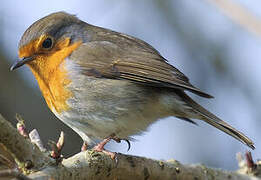 European Robin