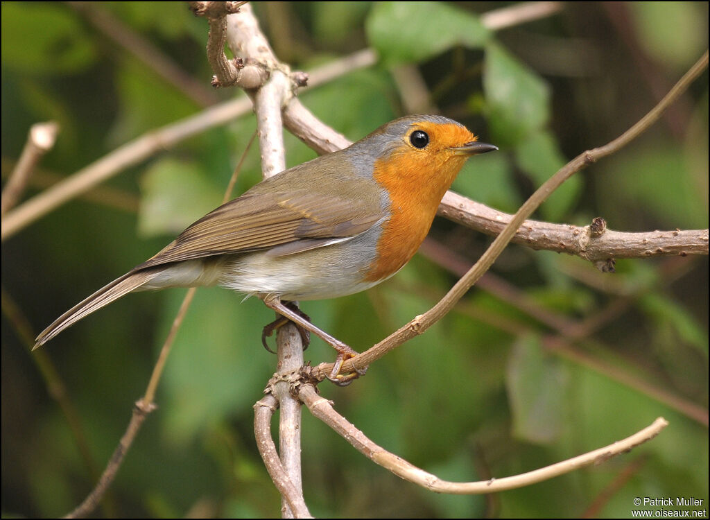 European Robin, Behaviour