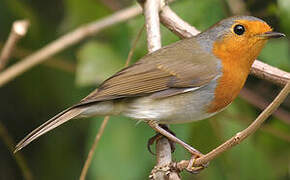 European Robin