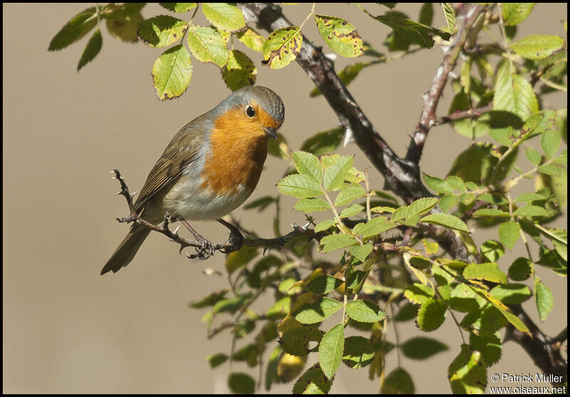 European Robin