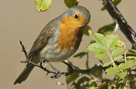 European Robin