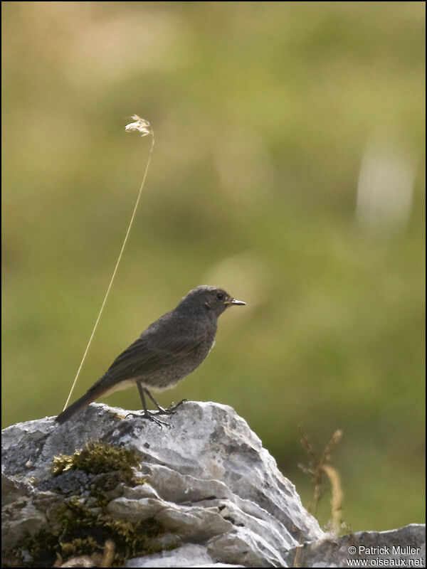 Black Redstart female, identification