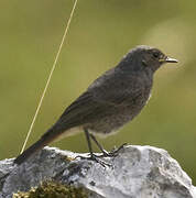 Black Redstart