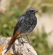 Black Redstart