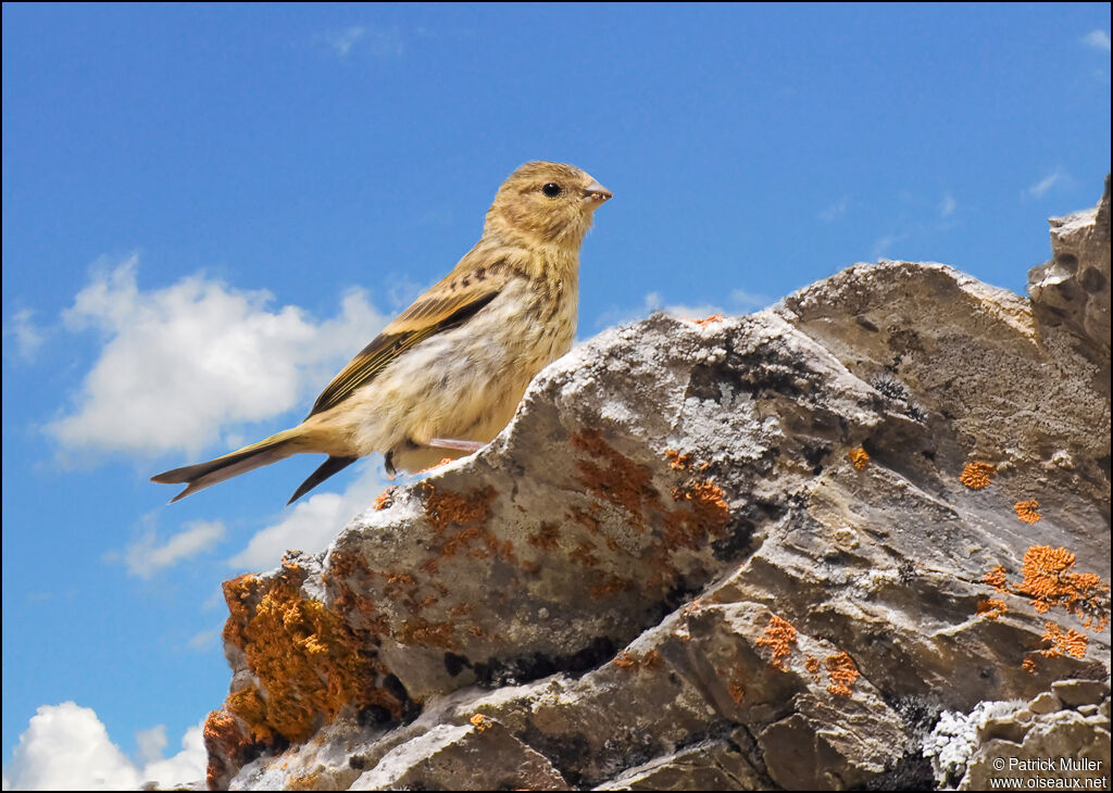 European Serin, identification