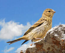 European Serin