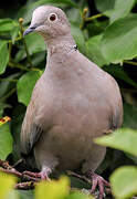 Eurasian Collared Dove