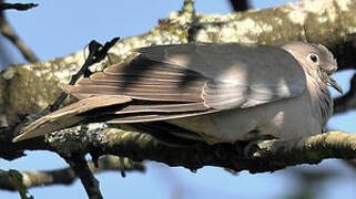 Eurasian Collared Dove