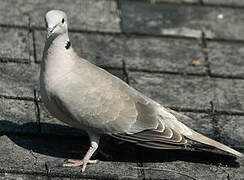 Eurasian Collared Dove