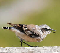 Northern Wheatear