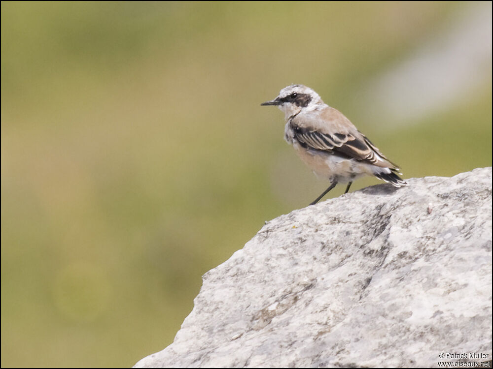 Northern Wheatear