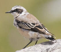 Northern Wheatear