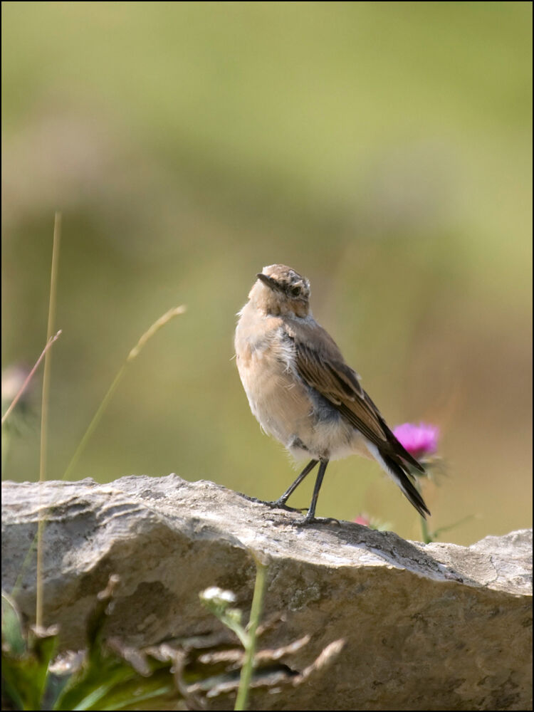 Northern Wheatear