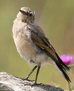 Northern Wheatear