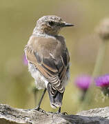 Northern Wheatear