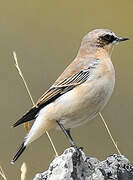 Northern Wheatear