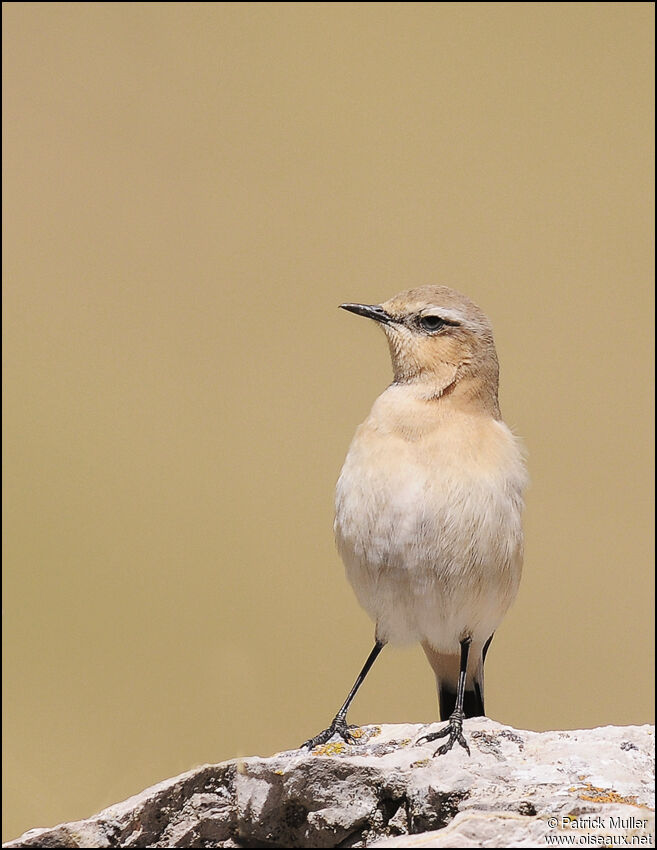 Northern Wheatear