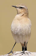 Northern Wheatear