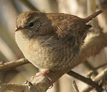 Eurasian Wren