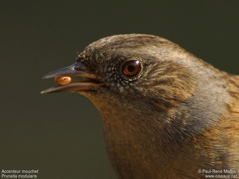 Dunnock