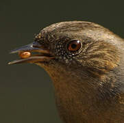 Dunnock