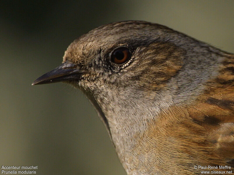 Dunnock