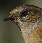 Dunnock